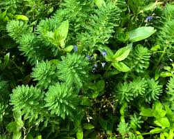 Attēlu rezultāti vaicājumam “Myriophyllum alterniflorum leaf”