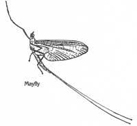 Attēlu rezultāti vaicājumam “Ephemeroptera imago”