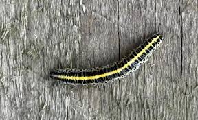 Attēlu rezultāti vaicājumam “Calophasia lunula larva”