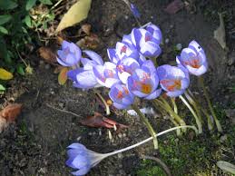Attēlu rezultāti vaicājumam “Crocus speciosus”