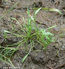 Attēlu rezultāti vaicājumam “Limosella aquatica”