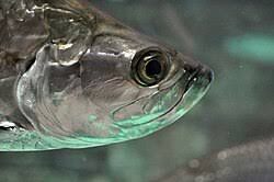 Image result for Megalops atlanticus