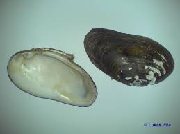 Attēlu rezultāti vaicājumam “Unio crassus”