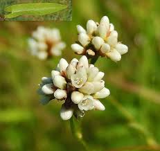 Attēlu rezultāti vaicājumam “Comatricha ellae stalked”