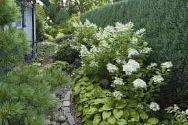 Attēlu rezultāti vaicājumam “Hydrangea arborescens subsp. discolor flower”