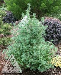 Attēlu rezultāti vaicājumam “Larix”