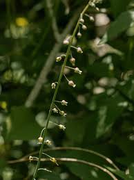 Attēlu rezultāti vaicājumam “Circaea lutetiana bud”