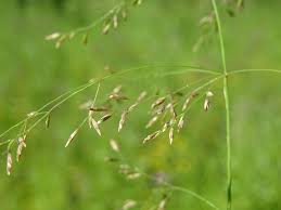 Attēlu rezultāti vaicājumam “Poa palustris leaf”