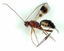 Attēlu rezultāti vaicājumam “Ichneumonidae”