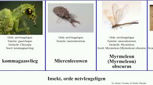Attēlu rezultāti vaicājumam “Hemerobius perelegans”