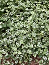 Attēlu rezultāti vaicājumam “Lamiastrum galeobdolon bud”