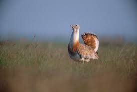 Image result for Otis tarda