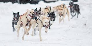 Image result for Team Ice Fire British Sled Dog Racing Team