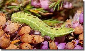 Attēlu rezultāti vaicājumam “Lacanobia contigua larva”