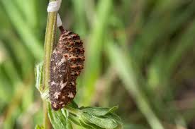 Attēlu rezultāti vaicājumam “Melitaea phoebe upperside”