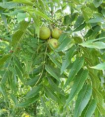 Attēlu rezultāti vaicājumam “Juglans nigra”