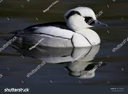 Attēlu rezultāti vaicājumam “Mergus albellus”