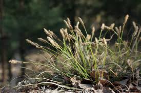 Attēlu rezultāti vaicājumam “Carex ericetorum”