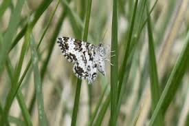 Attēlu rezultāti vaicājumam “Epirrhoe tristata imago”