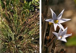 Attēlu rezultāti vaicājumam “Sisyrinchium montanum fruit”