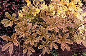 Image result for Rodgersia chocolate wings