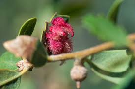 Attēlu rezultāti vaicājumam “gall”