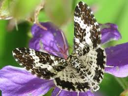 Attēlu rezultāti vaicājumam “Epirrhoe tristata imago”