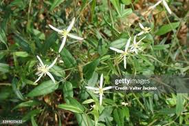 Attēlu rezultāti vaicājumam “Ranunculus flammula leaf”
