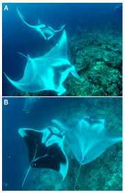 Image result for Mobula birostris