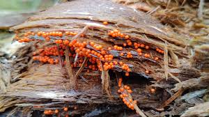 Attēlu rezultāti vaicājumam “Hemitrichia decipiens spores”