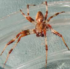 Attēlu rezultāti vaicājumam “Araneus marmoreus”