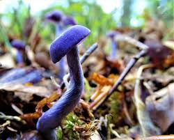 Attēlu rezultāti vaicājumam “Vouauxiomyces santessonii”