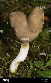 Attēlu rezultāti vaicājumam “Helvella elastica”