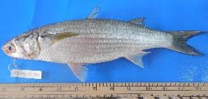 Image result for Crenimugil seheli