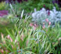 Attēlu rezultāti vaicājumam “Avena sativa”