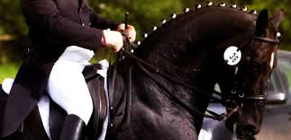 Image result for Shey Copse Riding Centre