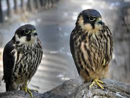 Attēlu rezultāti vaicājumam “Falco subbuteo”