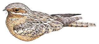 Attēlu rezultāti vaicājumam “Caprimulgus europaeus adult”