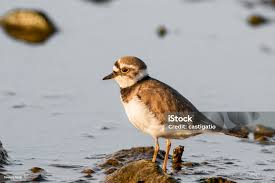 Attēlu rezultāti vaicājumam “Charadrius dubius”