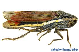 Attēlu rezultāti vaicājumam “Auchenorrhyncha”