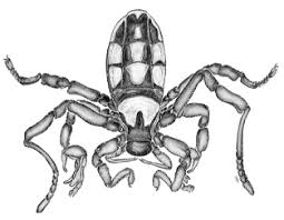Attēlu rezultāti vaicājumam “Arachnida”