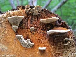 Attēlu rezultāti vaicājumam “Gloeophyllum abietinum”