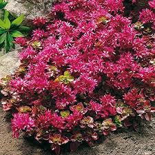 Image result for Mauerpfeffer