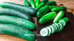 Image result for Gurke