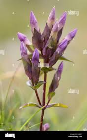 Attēlu rezultāti vaicājumam “Gentianella campestris”