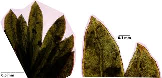 Attēlu rezultāti vaicājumam “Fissidens pusillus sporophyte”