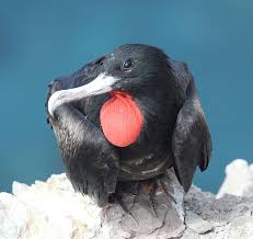 Image result for Fregata aquila