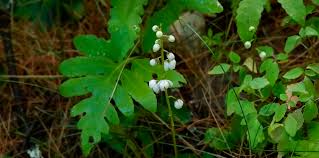 Attēlu rezultāti vaicājumam “Pyrola minor fruit”