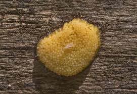 Attēlu rezultāti vaicājumam “Stemonitis lignicola”