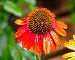 Image result for Echinacea Lustre hybrids